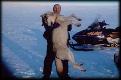 Doyle Davis of Helena, MT with his Alaskan Wolf