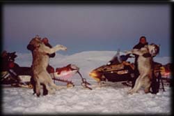 Bob Summers (right) of Clancy, MT with his Alaskan Wolves
