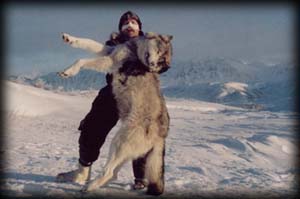 Mark Hendrickson of Carver, MN with his Alaskan Wolf
