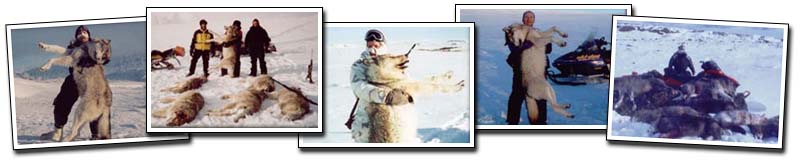Knik Glacier Adventures - Hunting Wolf